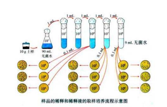 什么是微生物梯度稀釋？微生物梯度稀釋計(jì)算公式(圖1)